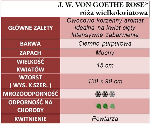 J. W. VON GOETHE ROSE róże wielkokwiatowe gł. zal